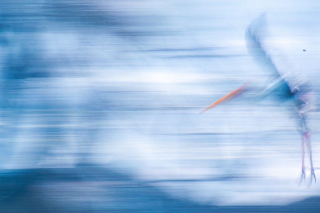 A Stork’s Journey Through&nbsp;Time